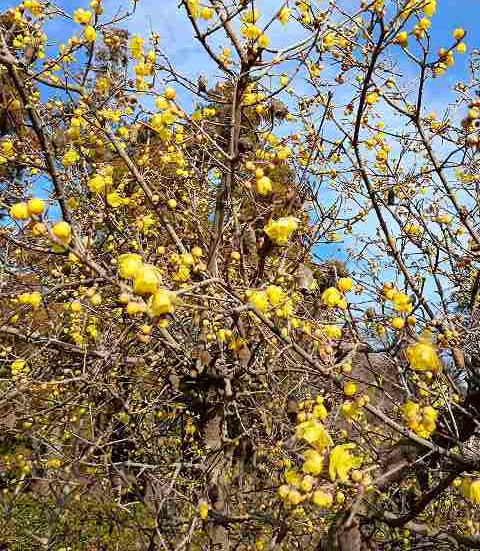 画像を挿入してください